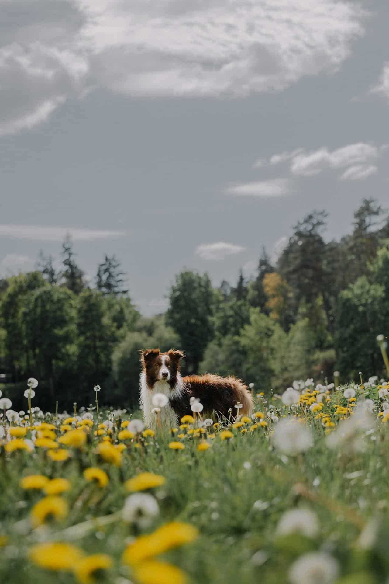 A sweet brown and white dog enjoying a field of dandelions under a blue sky